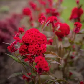 Celosia Chief Scarlet Organic Seed